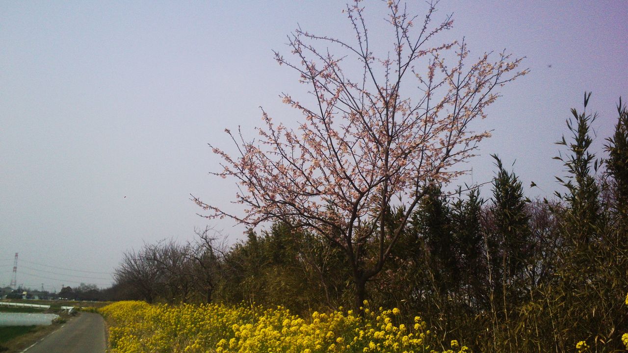 おとぼけ　ソメイヨシノ？　まだ早いよ3月中旬だというの超開花中