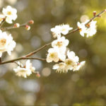 自称・フォトグラファーが行く。桐生市南公園梅林。激混み時期の秘策は・・・