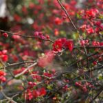 自称・フォトグラファーが行く。冠稲荷のボケの花。縁起のいい壁紙にも使えるよ