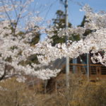 自称・フォトグラファーが行く。ドイツ村クローネンベルクと千本桜の意外な関係